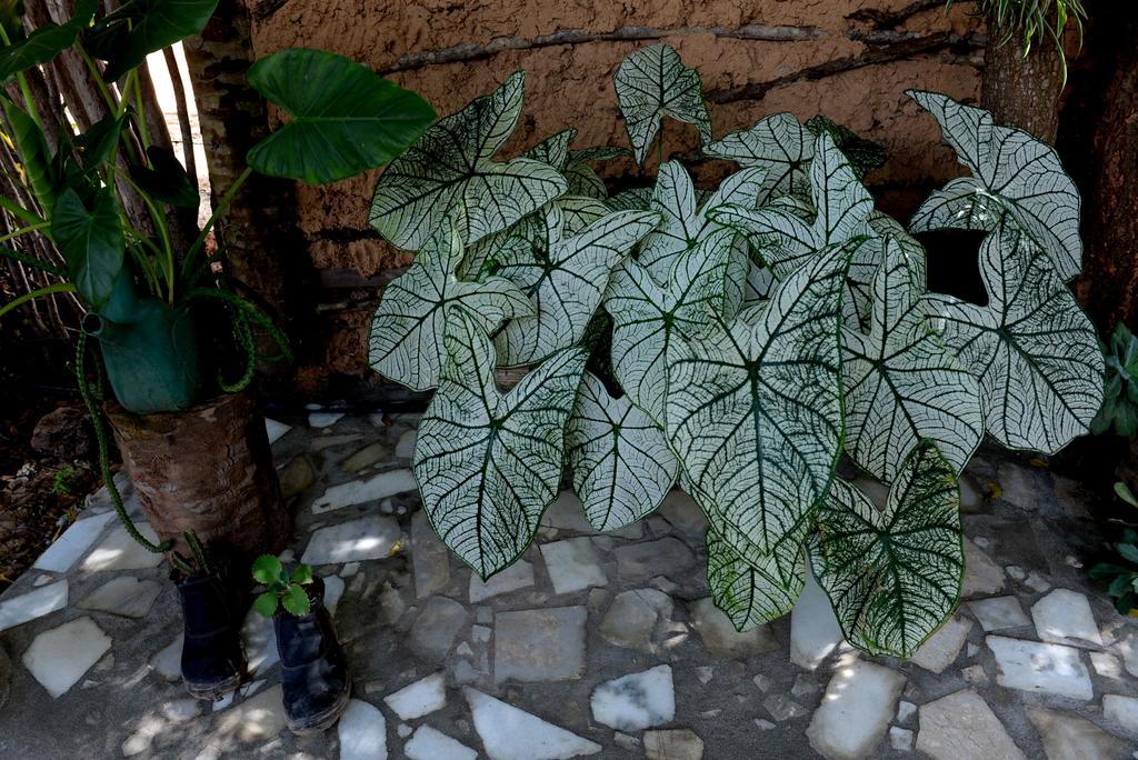 Recanto do Rei Chalés São Miguel do Gostoso Exterior foto